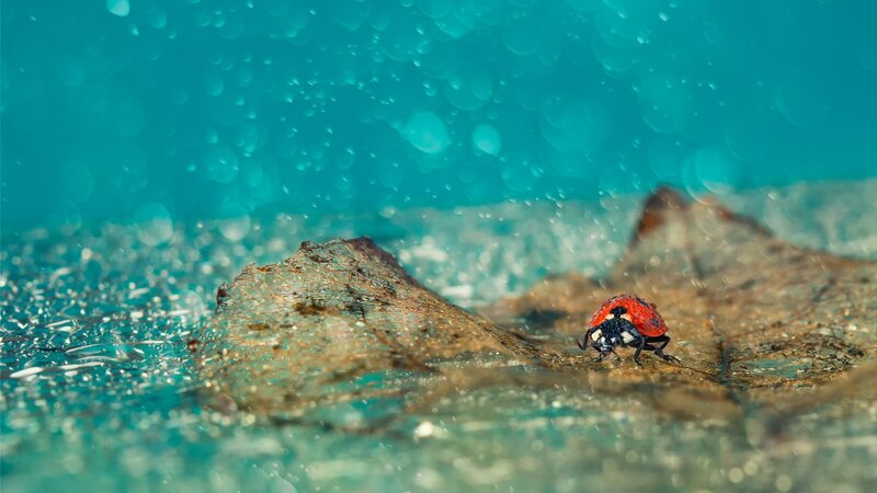 Ladybug on Leaf — Red, Serene, Photograph, Water