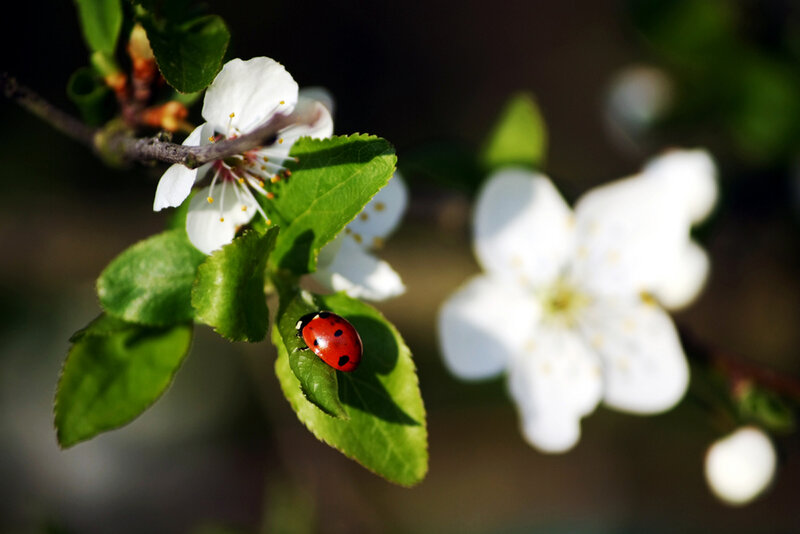 Ladybug on Leaf — Red, Serene, Spring