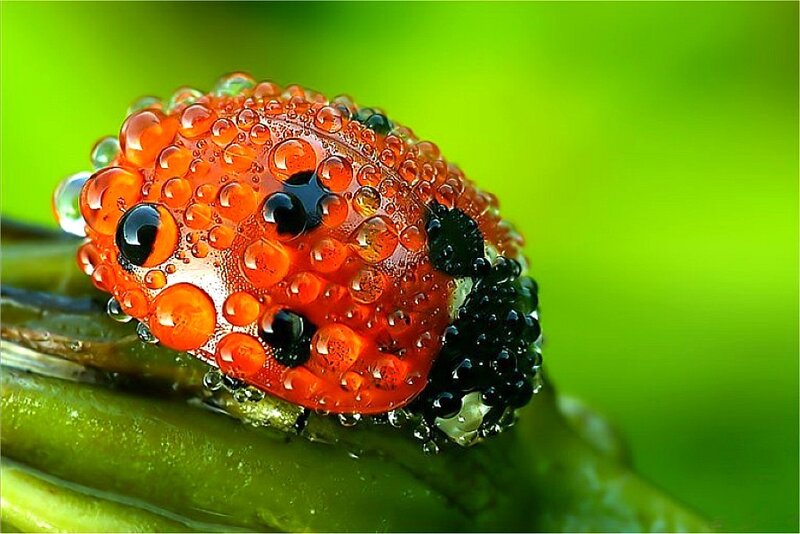 Ladybug on Leaf — Red
