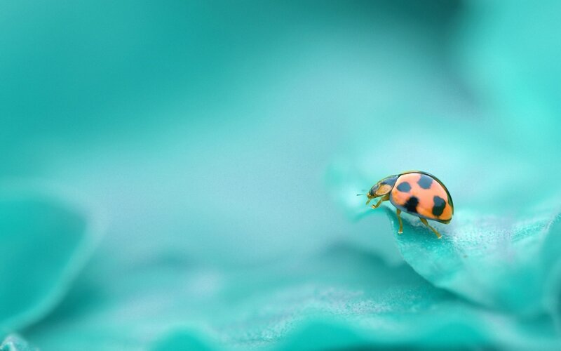 Ladybug on Leaf — Teal, Serene, Photograph