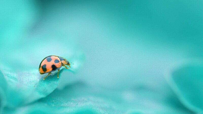 Ladybug on Leaf — Teal, Serene