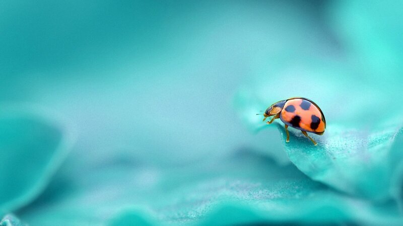 Ladybug on Leaf — Teal