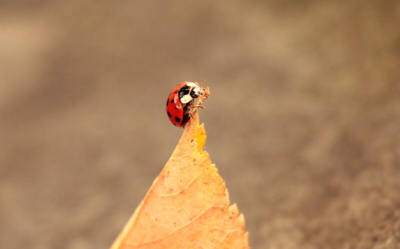 Ladybug on Leaf Tip