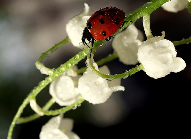 ladybug on lily of the valley