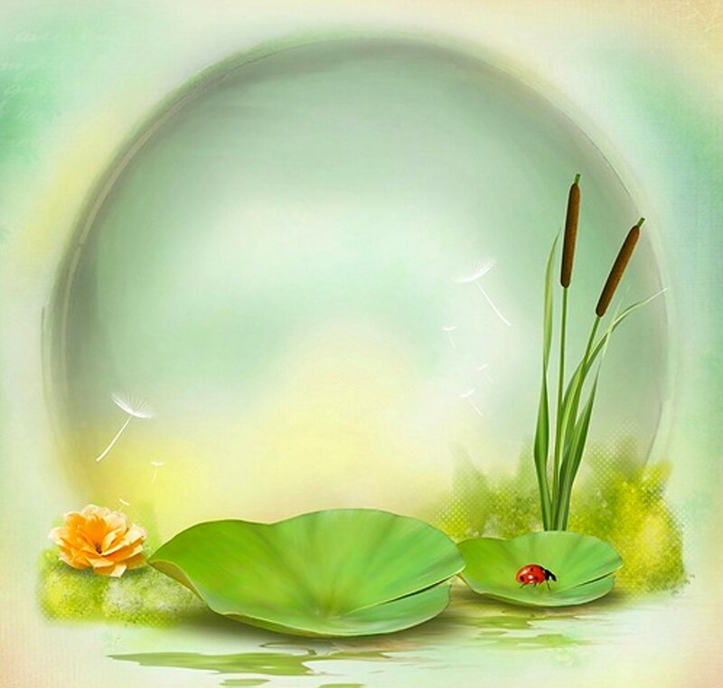 Ladybug on Lily Pad — Green, Serene, Morning