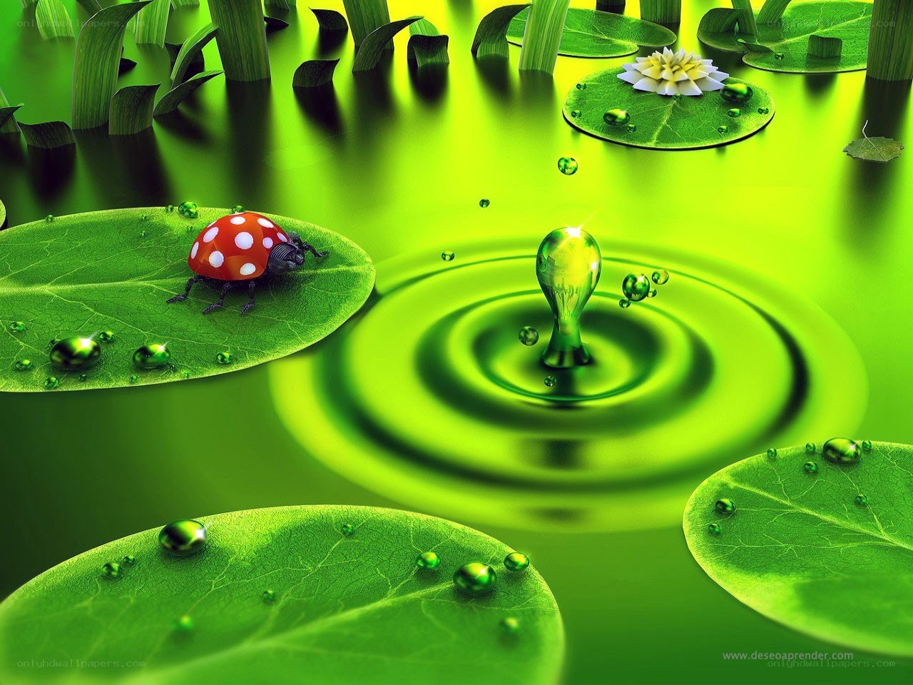 ladybug on lily pad