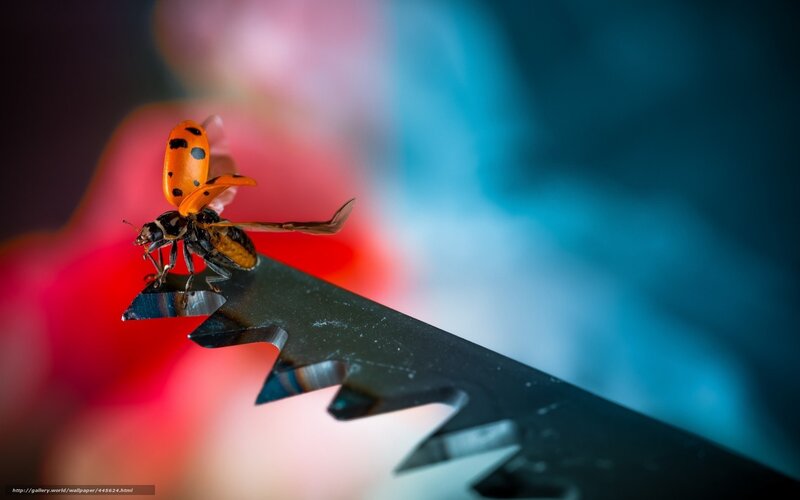 Ladybug on Metal Blade