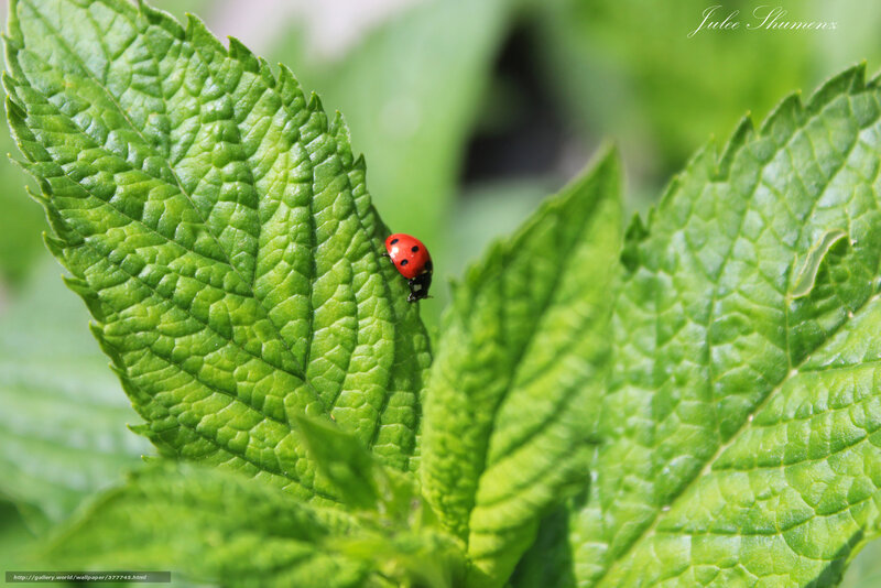 ladybug on mint leaf