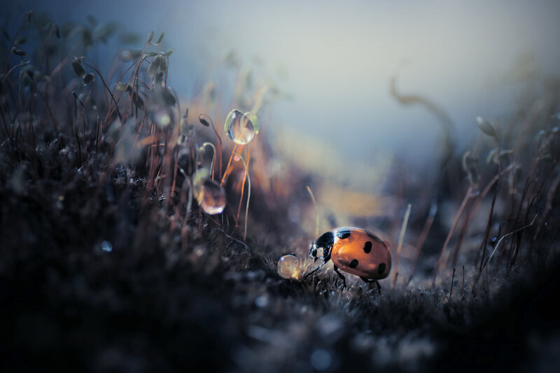 Ladybug on Moss — Orange
