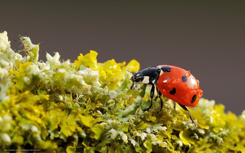 Ladybug on Moss — Red, Natural, Photograph