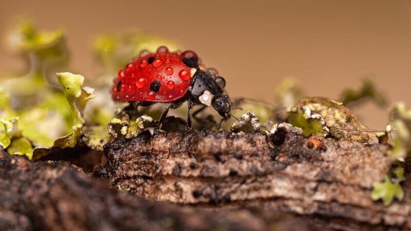 Ladybug on Moss — Red, Natural