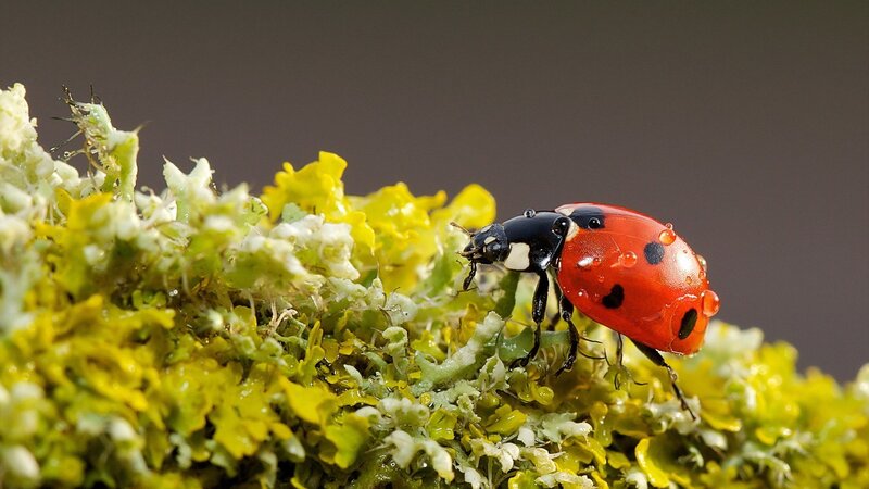 Ladybug on Moss — Red