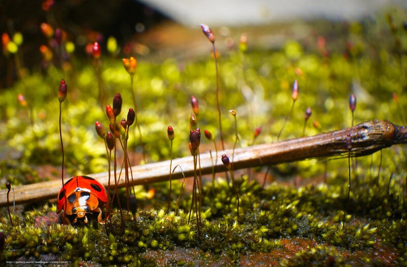 Ladybug on mossy ground