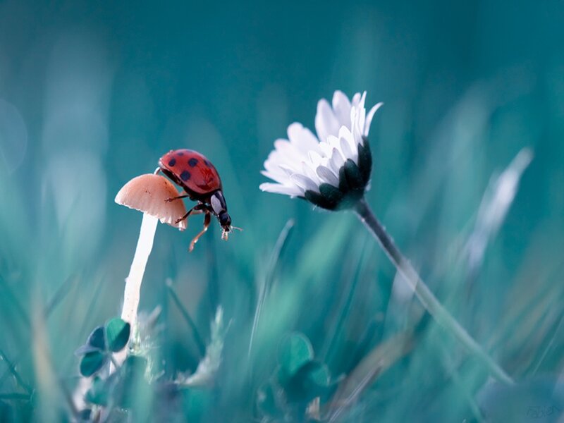 Ladybug on Mushroom