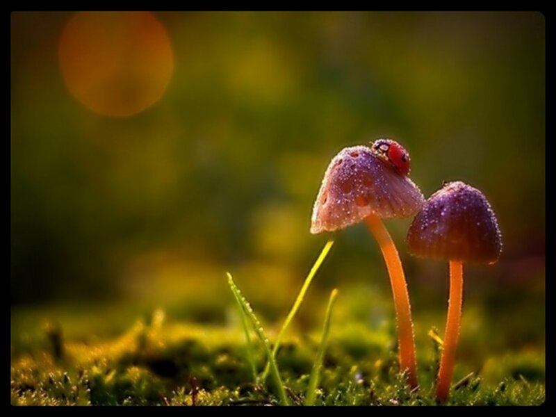 Ladybug on Mushrooms