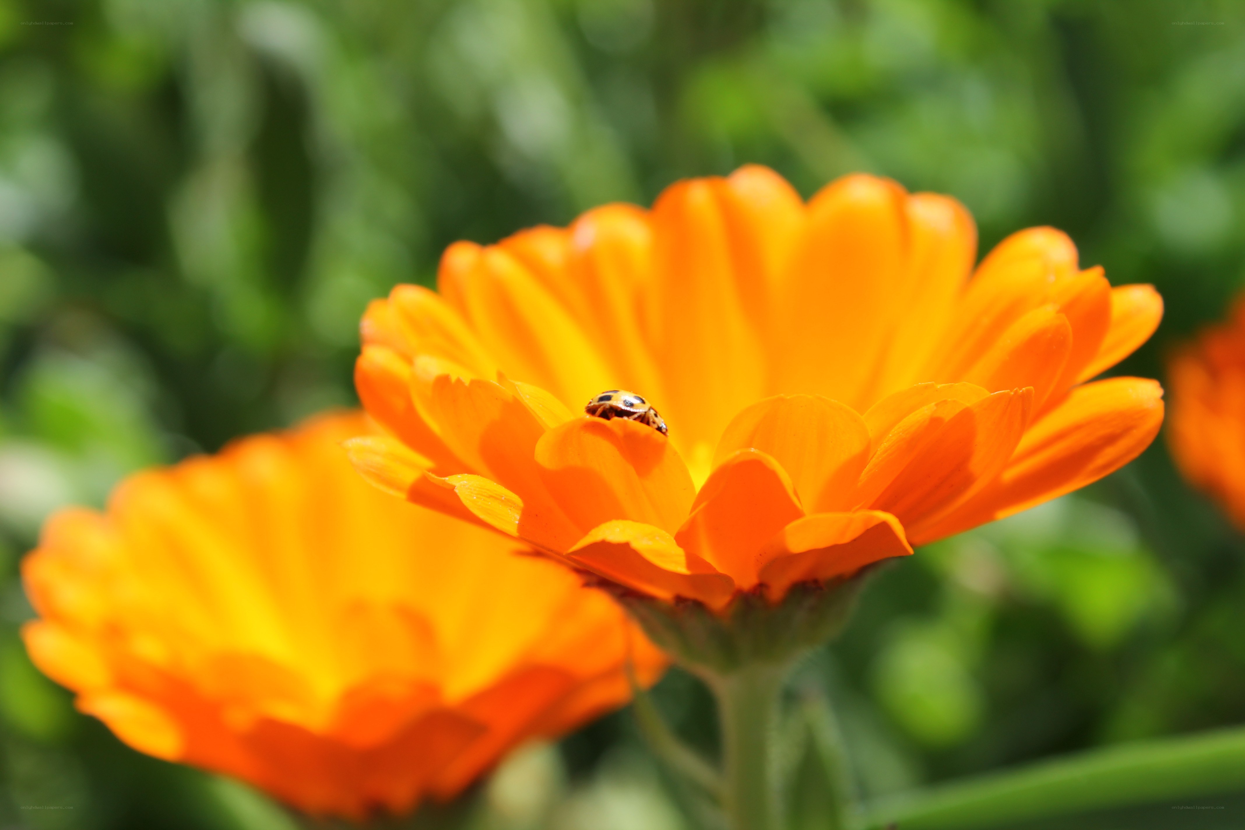 ladybug on orange flower