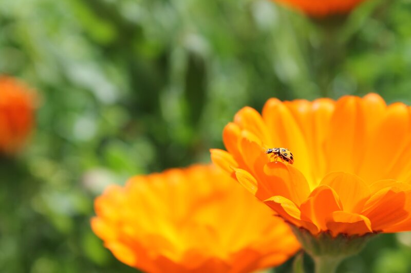 ladybug on orange flower
