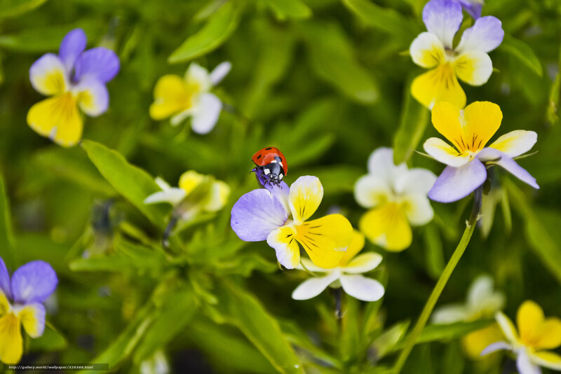 Ladybug on Pansy Flower
