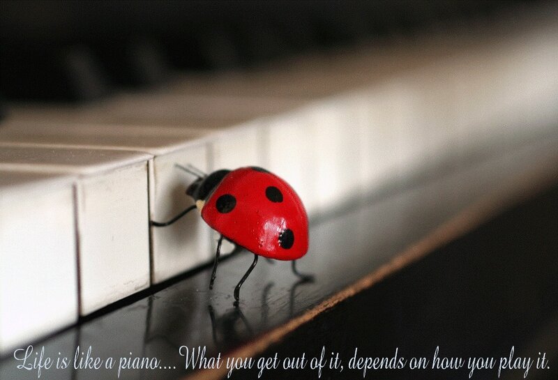 Ladybug on piano keys