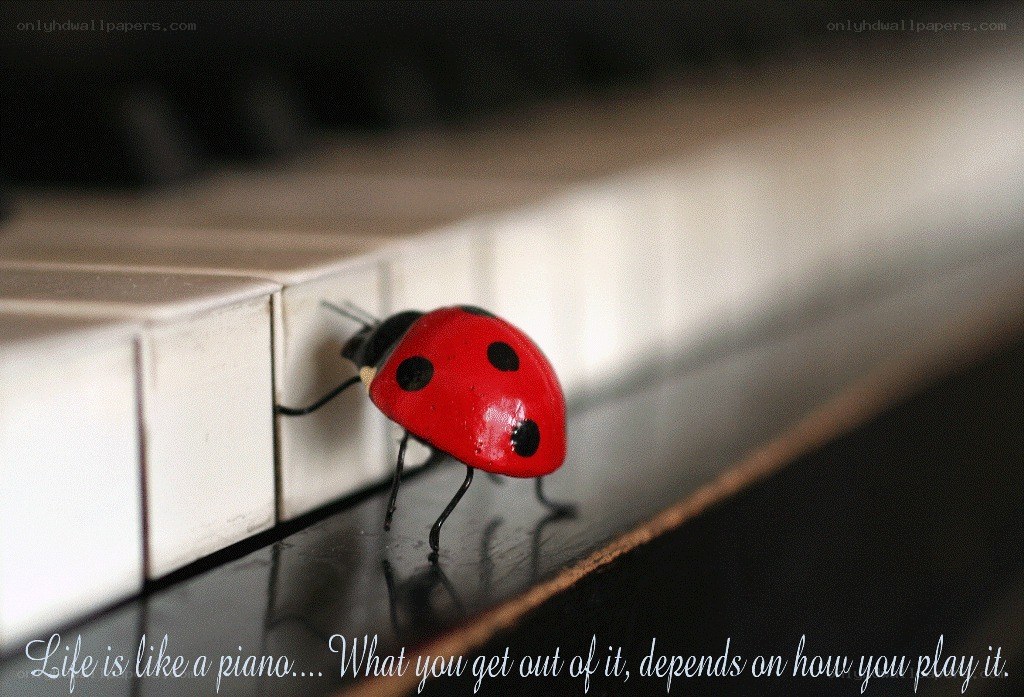 Ladybug on piano keys