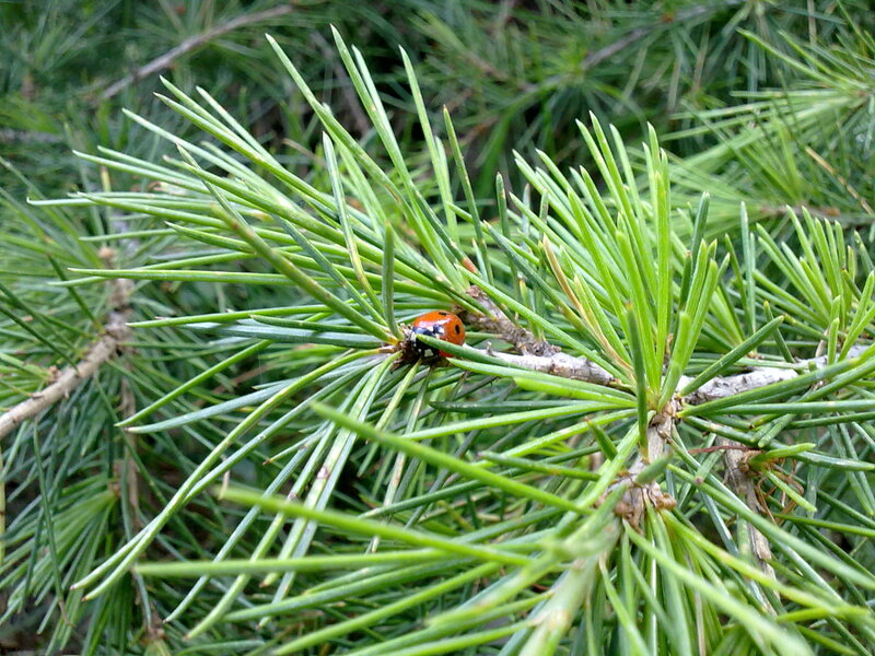 ladybug on pine branch