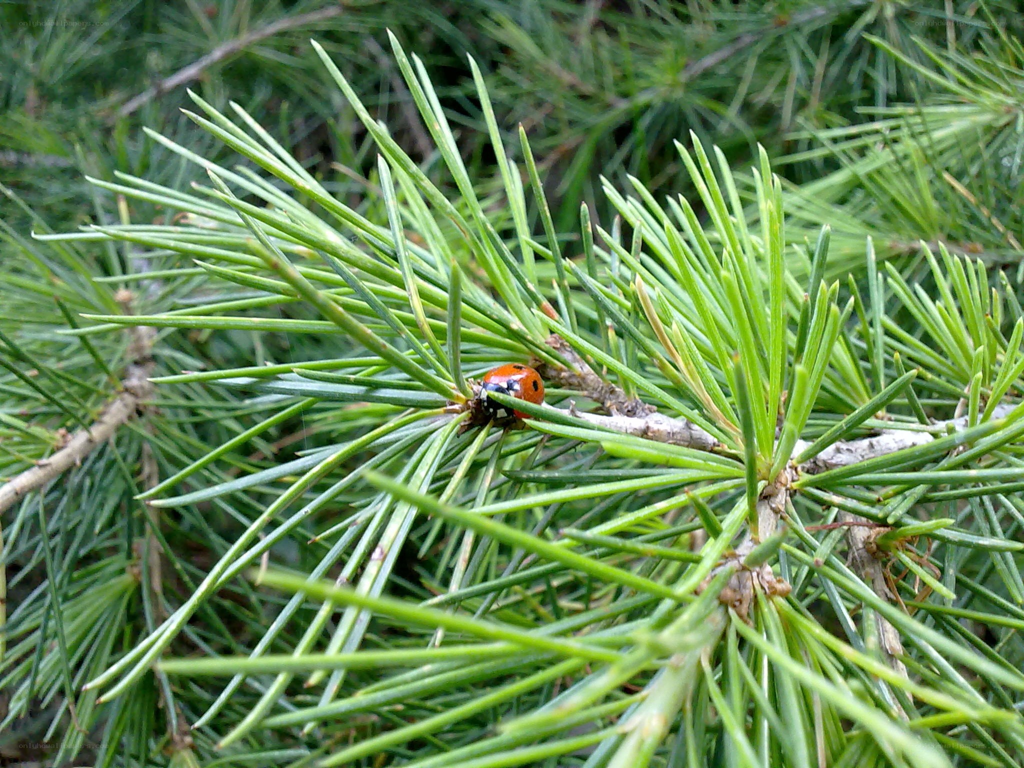ladybug on pine branch