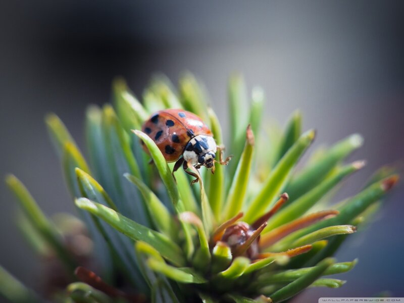 Ladybug on Pine Needle — Green, Calm