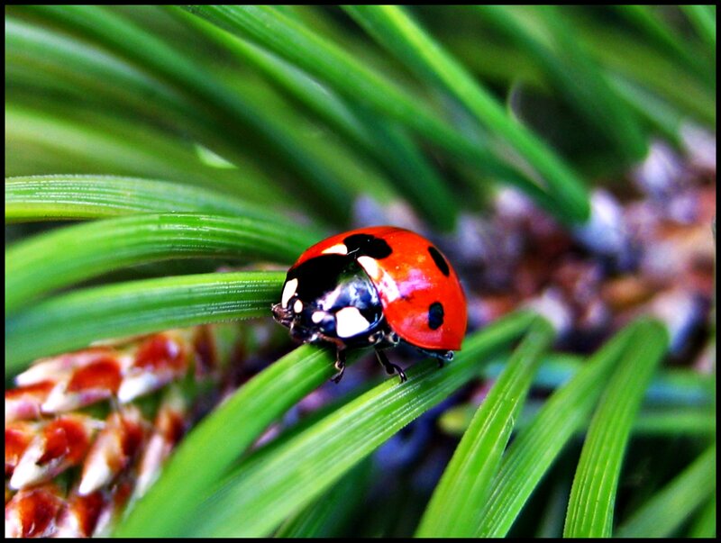Ladybug on Pine Needle — Green