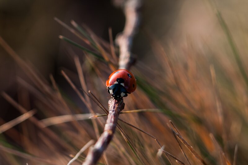 Ladybug on Pine Needle — Red