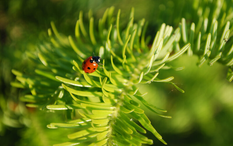 Ladybug on Pine Needle