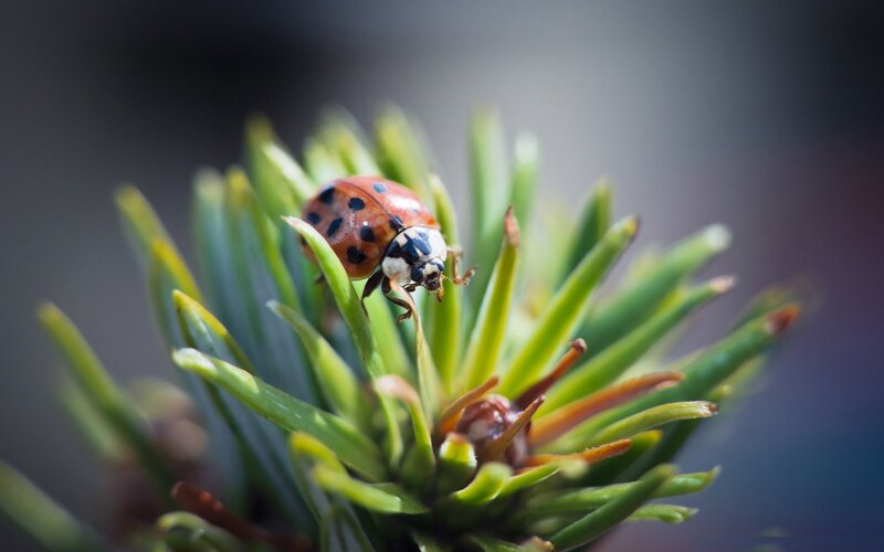 Ladybug on Pine Needles — Green, Calm