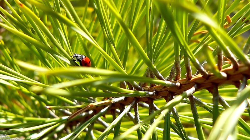 ladybug on pine needles