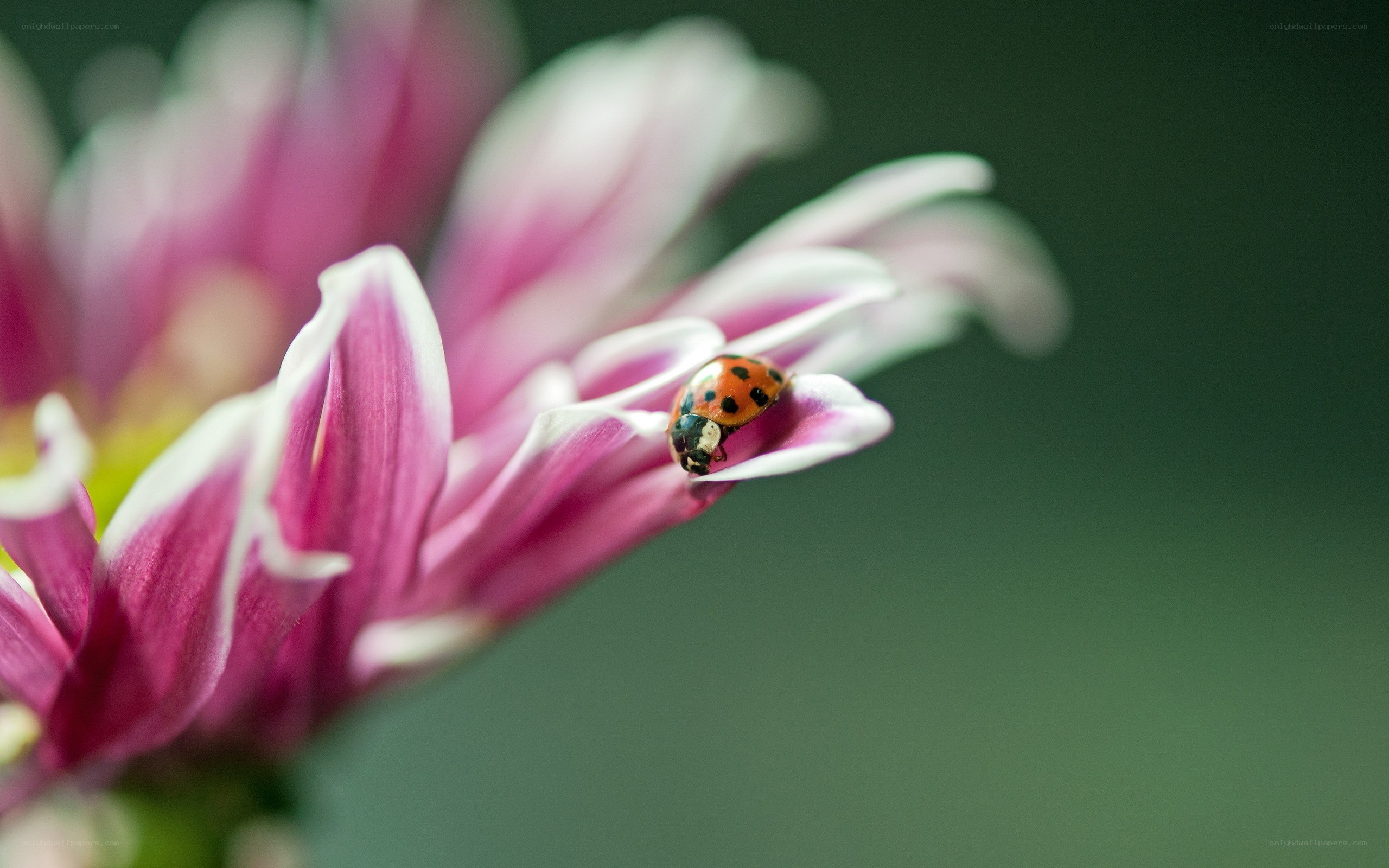 ladybug on pink flower