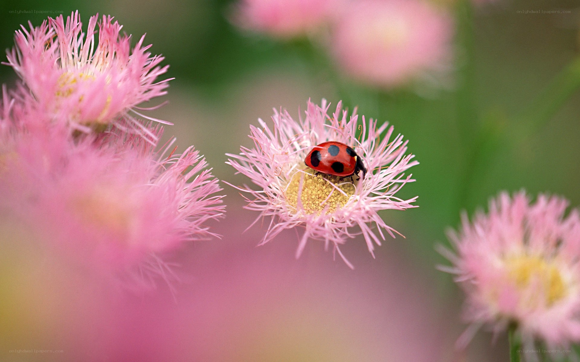 ladybug on pink flower