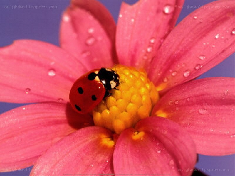 ladybug on pink flower