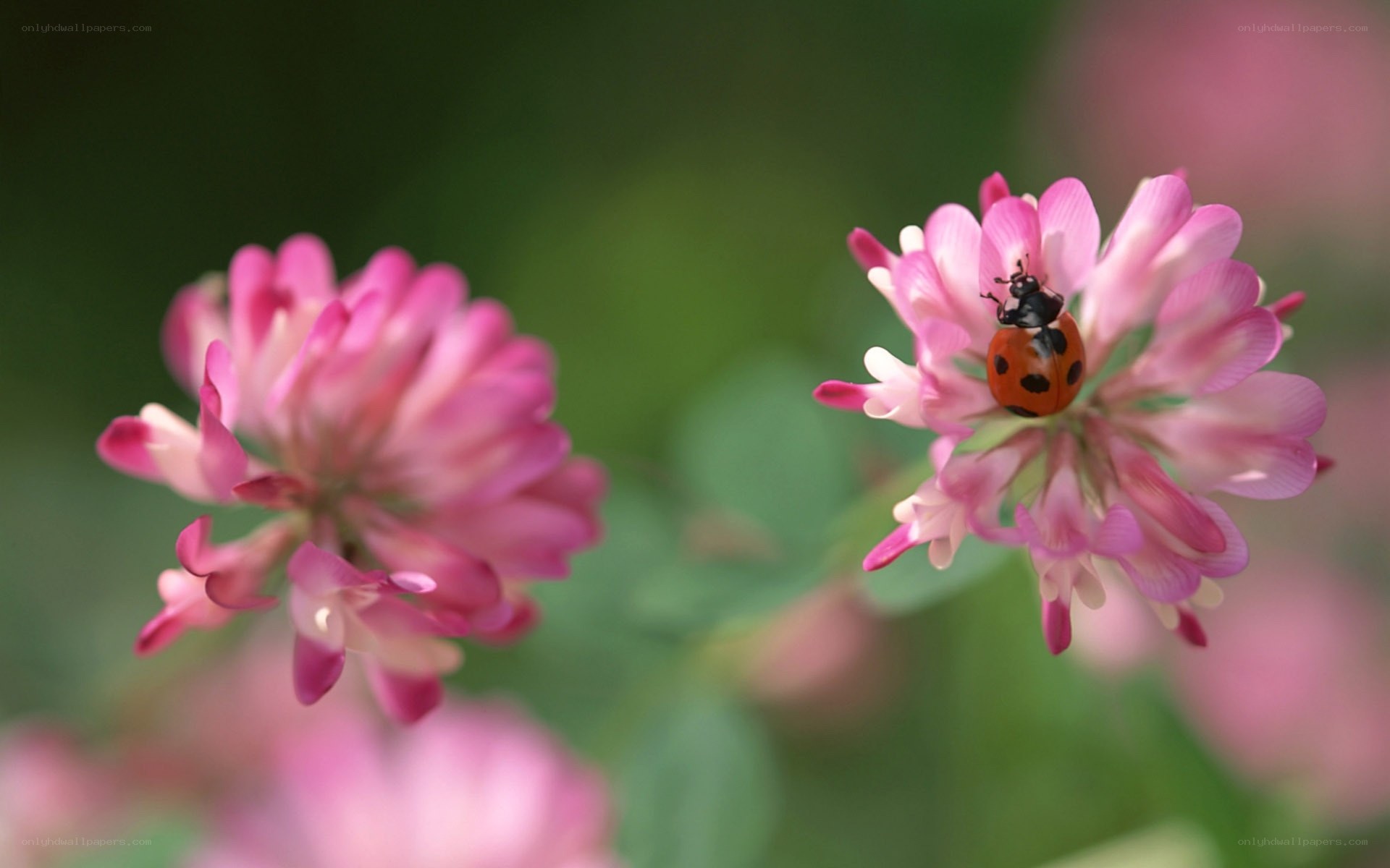 ladybug on pink flower