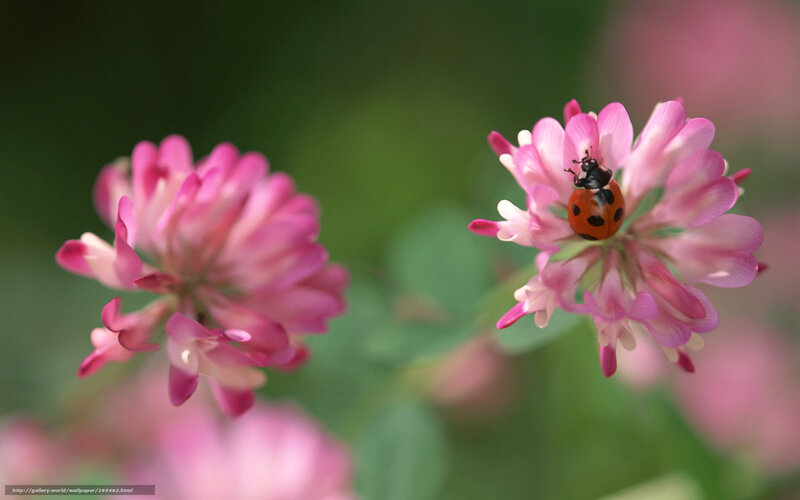 ladybug on pink flower