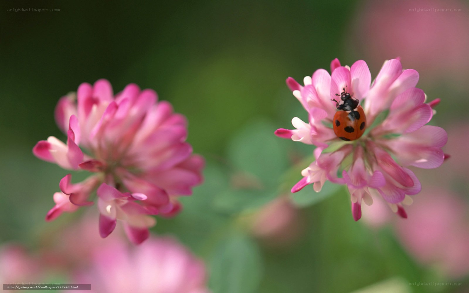 ladybug on pink flower