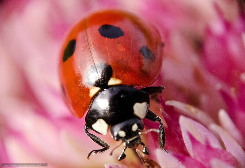 Ladybug on pink flower