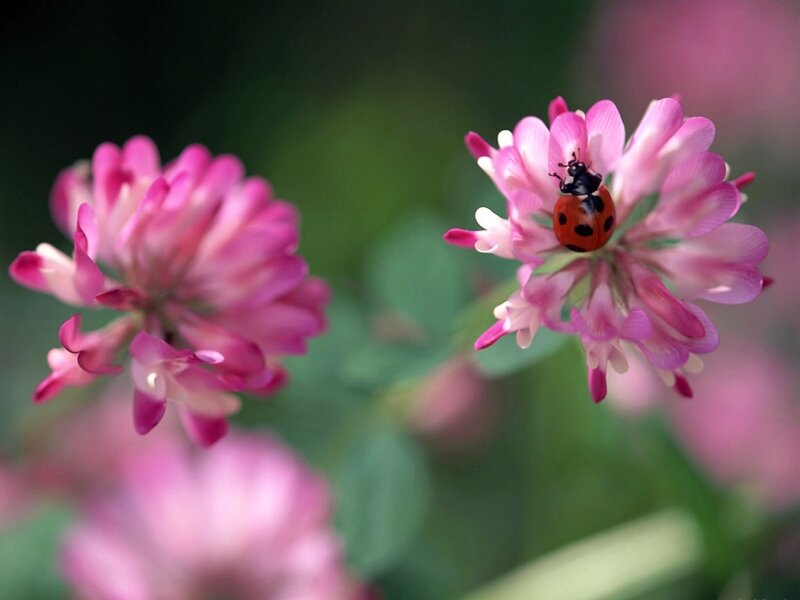 Ladybug on Pink Flower — Calm, Spring, Photograph