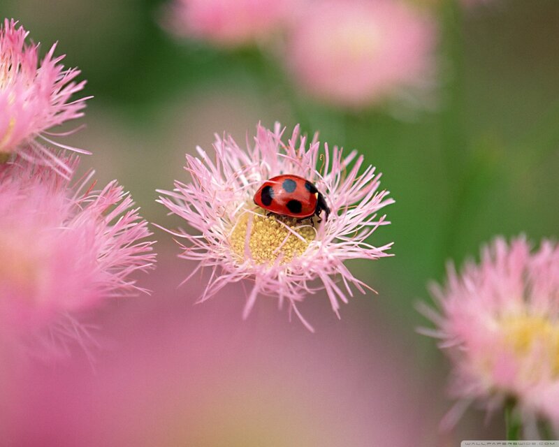 Ladybug on Pink Flower — Calm, Spring