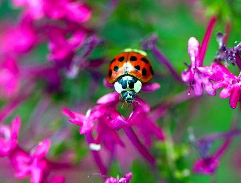 Ladybug on Pink Flower — Natural