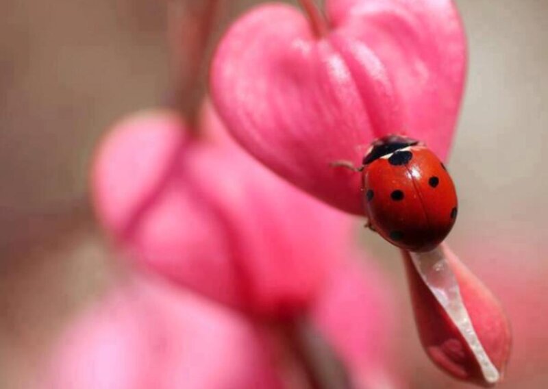 Ladybug on Pink Flower — Red, Calm