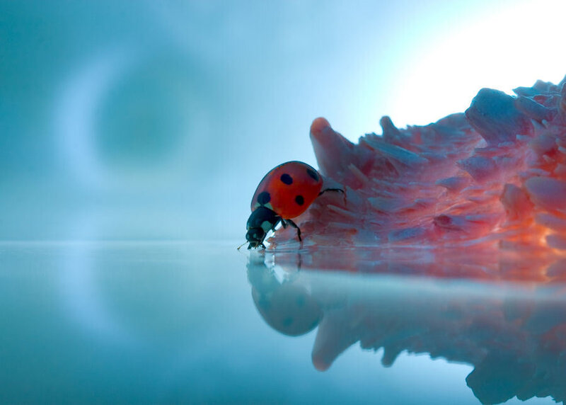 Ladybug on Pink Flower — Red