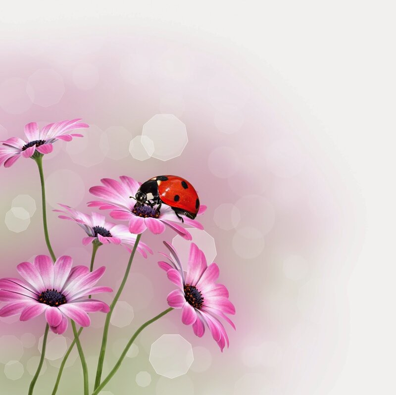 Ladybug on Pink Flower — Serene, Spring, Photograph, Insect, Bokeh