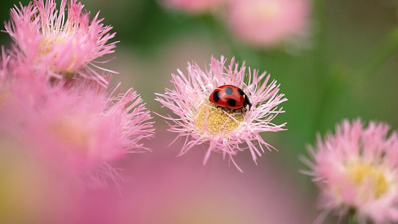 Ladybug on Pink Flower — Serene, Spring, Photograph, Insect, Greenery