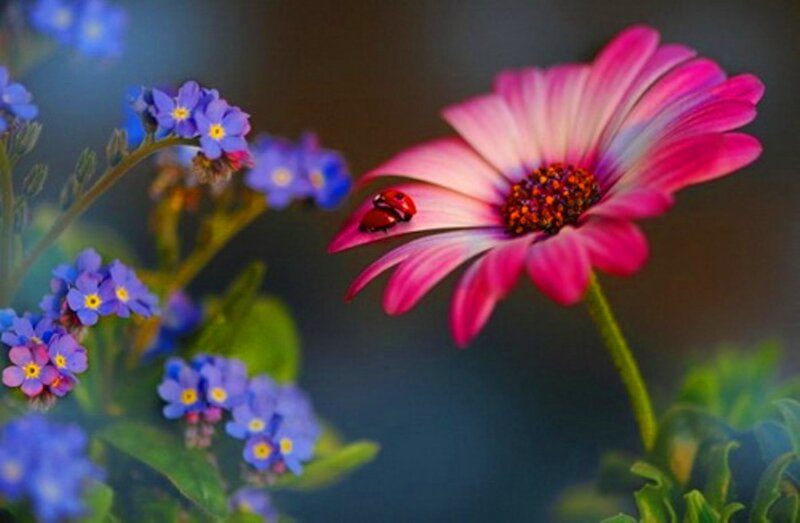 Ladybug on Pink Flower — Serene, Spring, Photograph, Insect