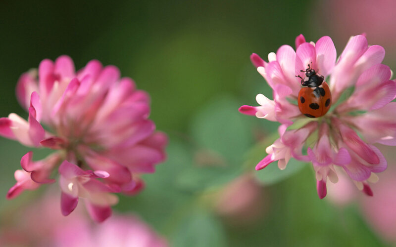Ladybug on Pink Flower — Serene, Spring, Photograph