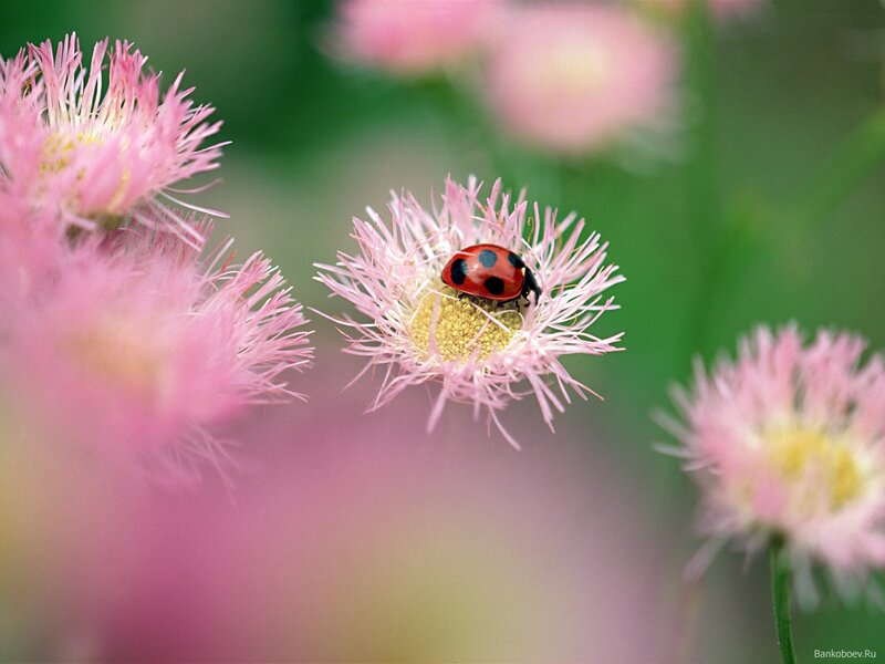 Ladybug on Pink Flower — Serene, Spring