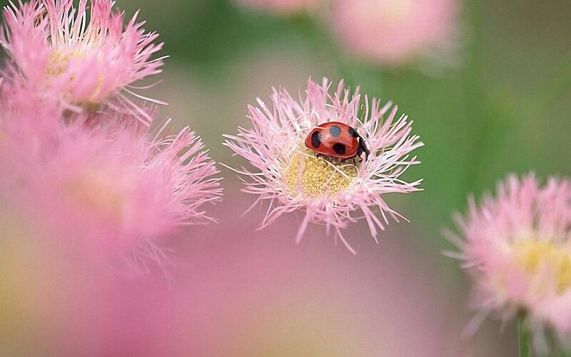 Ladybug on Pink Flower — Serene